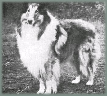 Beulahs Golden Futureson | Rough Collie 