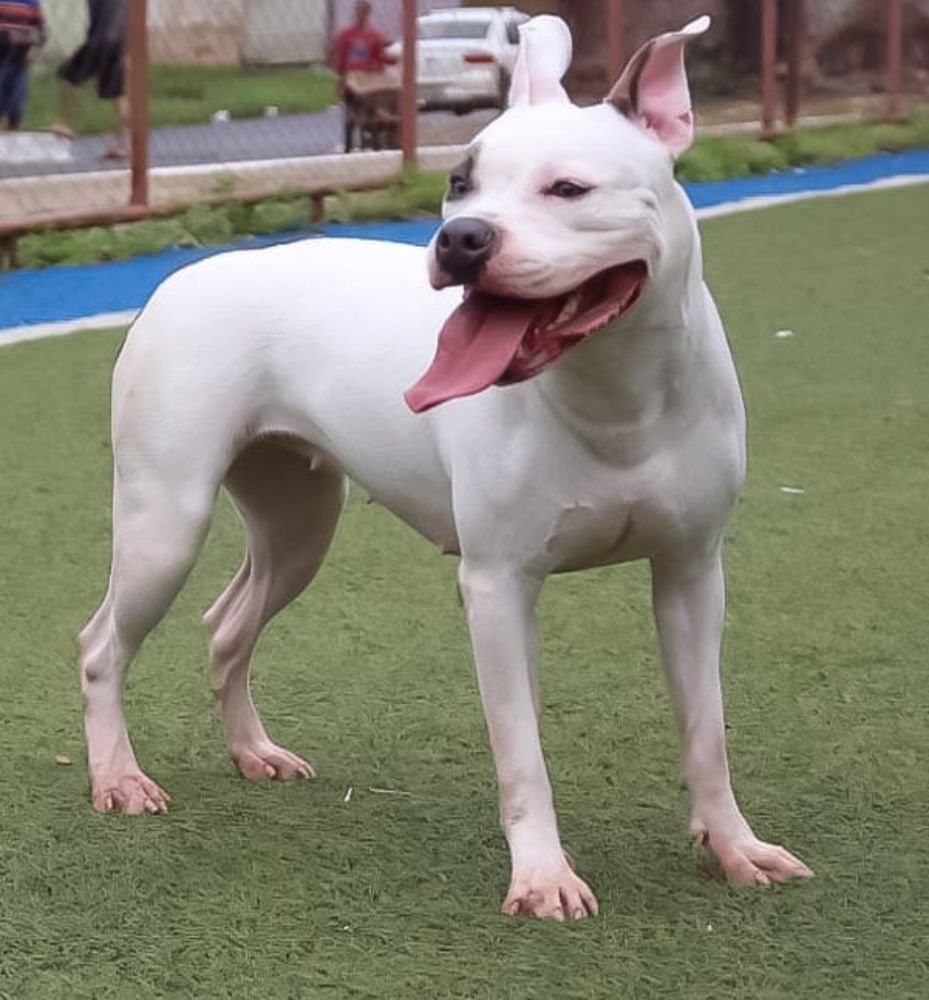 Kin King's Blessing | American Staffordshire Terrier 