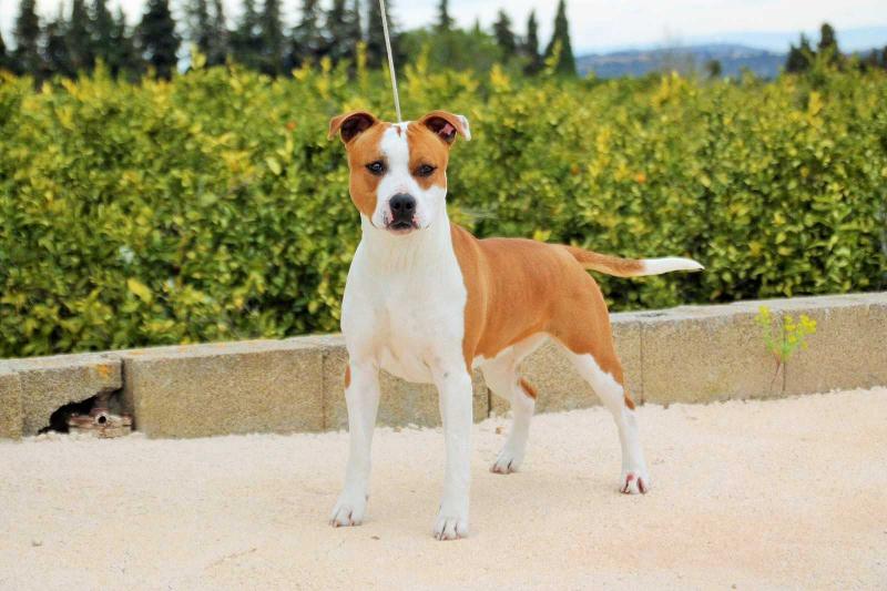 Brave Fast Woman del Callao | American Staffordshire Terrier 