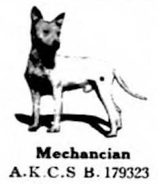 Mechanician (AKC 179323) | Bull Terrier 