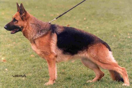 Sabatini Blue-Iris | German Shepherd Dog 