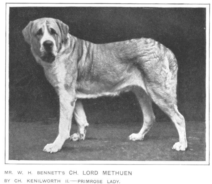 Lord Methuen [Mr. W.H. Bennett's] | Saint Bernard 