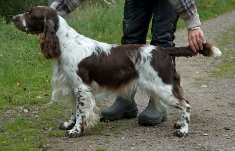 Deming's Toddy Tod | English Springer Spaniel 