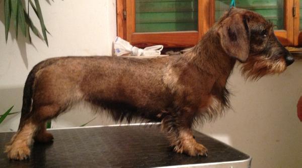 Jaqueline Lilu Pemiko S/D | Dachshund 