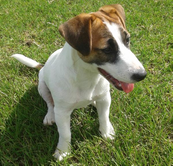 Charlmar Nura Burane of Malamala | Jack Russell Terrier 