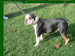 Pacific Blue's Madussa of Hellrazzor | Olde English Bulldogge 