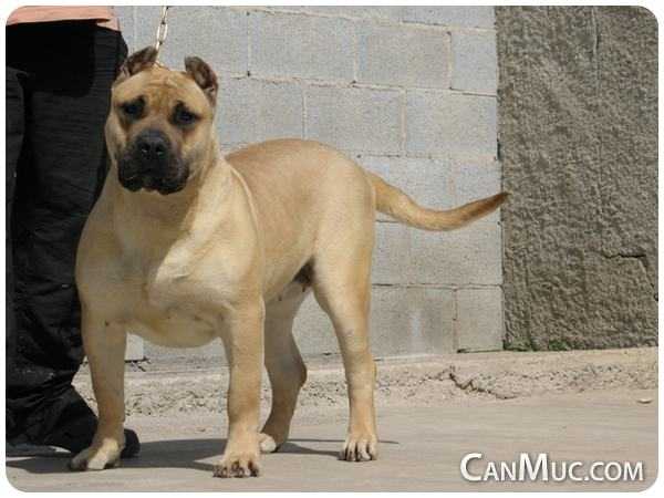 Klohe de CanMuc | Perro de Presa Canario 