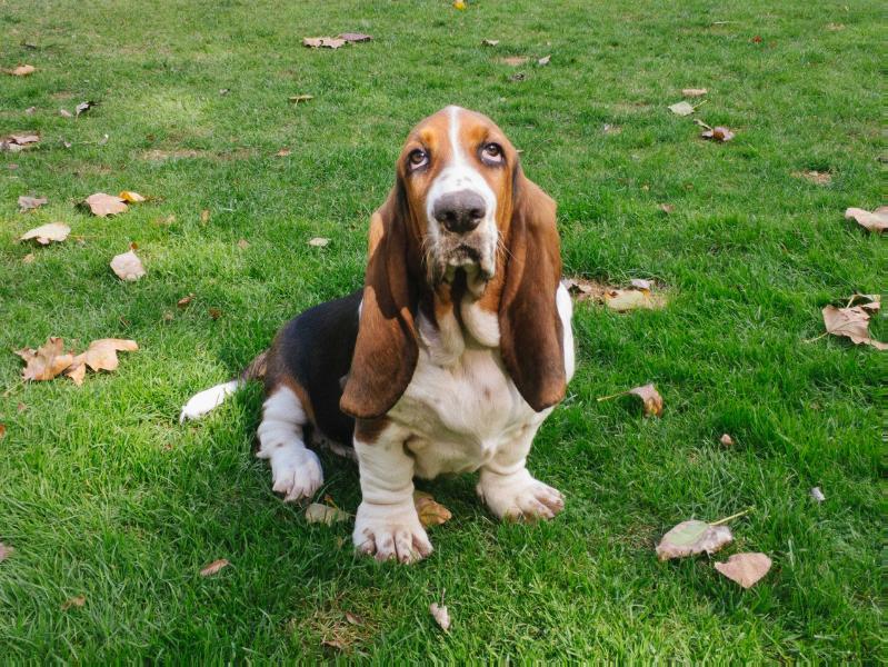 Magna de Lar de Alagoa | Basset Hound 