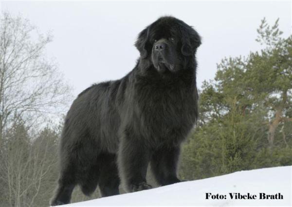 Skogbjörnen's Ivrige Ikaros | Newfoundland 