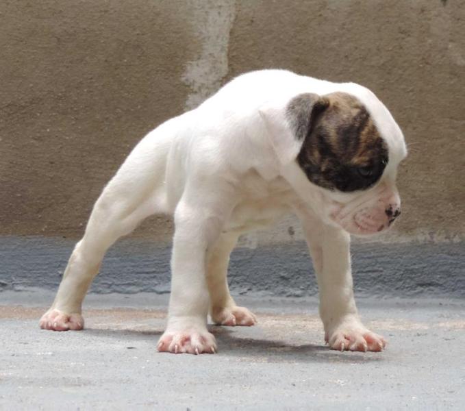 Meg Roots Bully | American Bulldog 