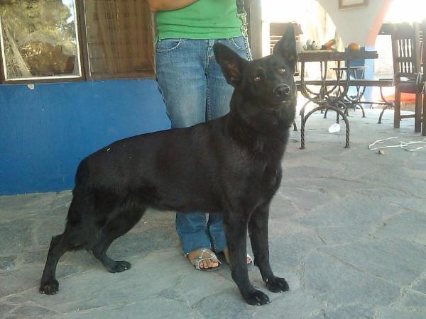 Sombra Gomez MEX.FCI | German Shepherd Dog 