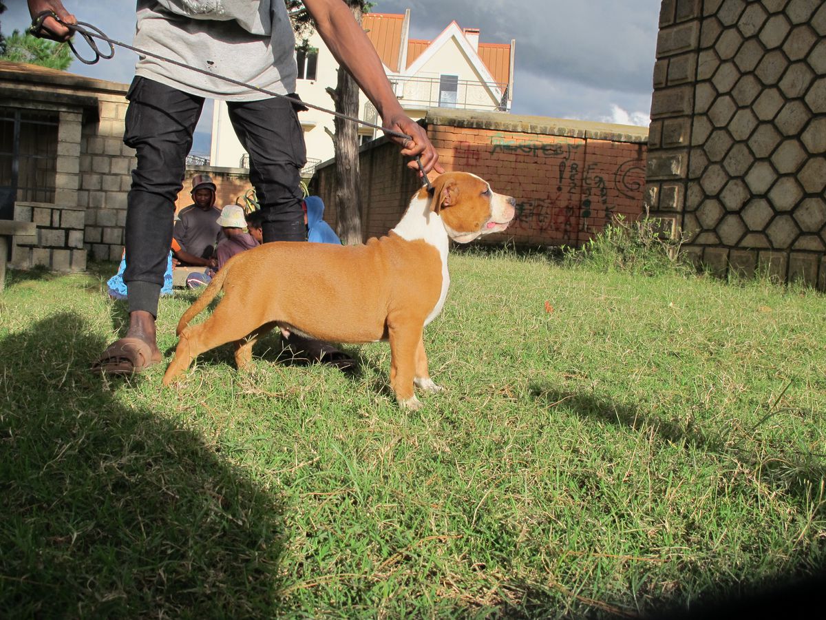 Suprême des amstaffs du temple olive | American Staffordshire Terrier 