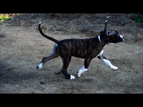 Kylie Minogue iz Sozvezdiya Staff | American Staffordshire Terrier 