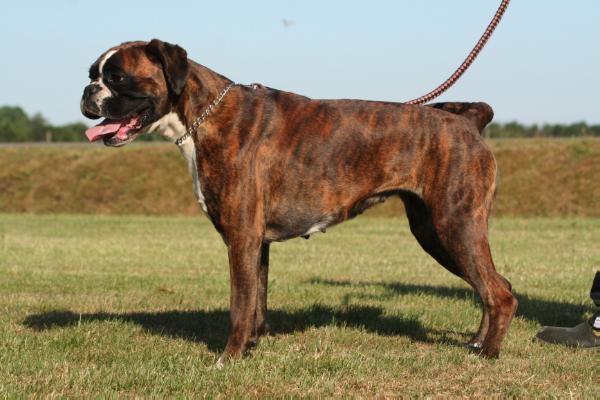 Vaden's Black sensation Amore del Dio | Boxer 