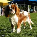 Aberlour Come In Spinner | Cavalier King Charles Spaniel 