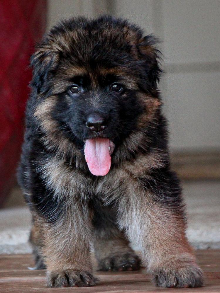 Cyprus King Of Zion | German Shepherd Dog 