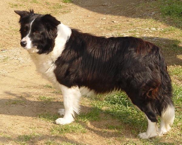 Fernhaven Secret Dream | Border Collie 