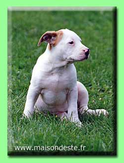 Tania De La Maison D'Este | American Staffordshire Terrier 