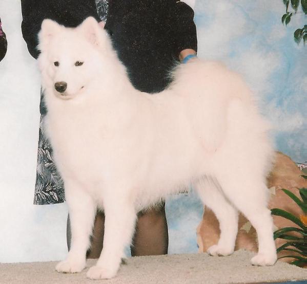Kondako's Lil Mis Mercedes at MoonFire | Samoyed 