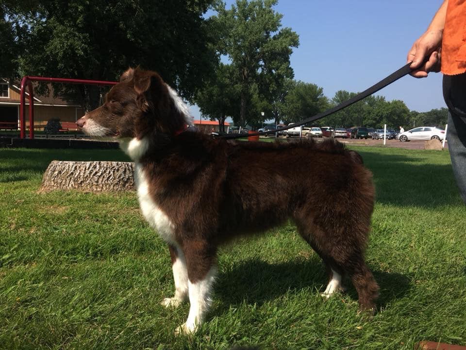 Rolling D’s Look Whose Royal | Australian Shepherd 