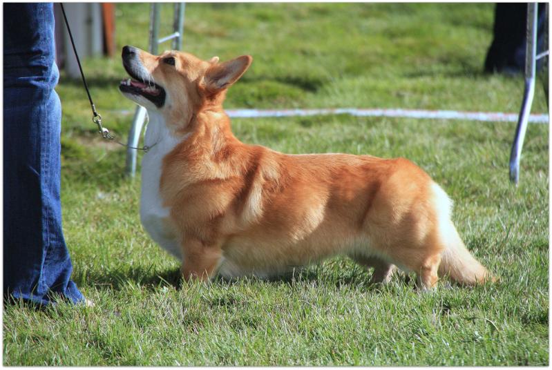 Rowells Meant For You | Pembroke Welsh Corgi 