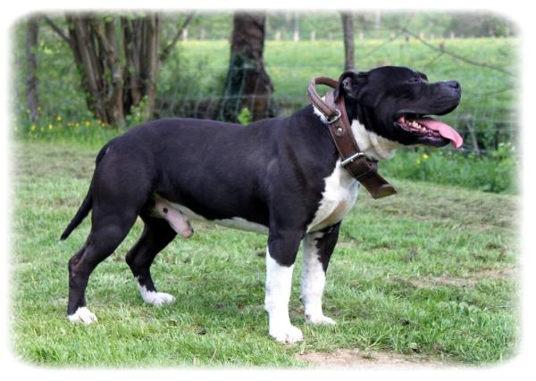Bullit | American Staffordshire Terrier 