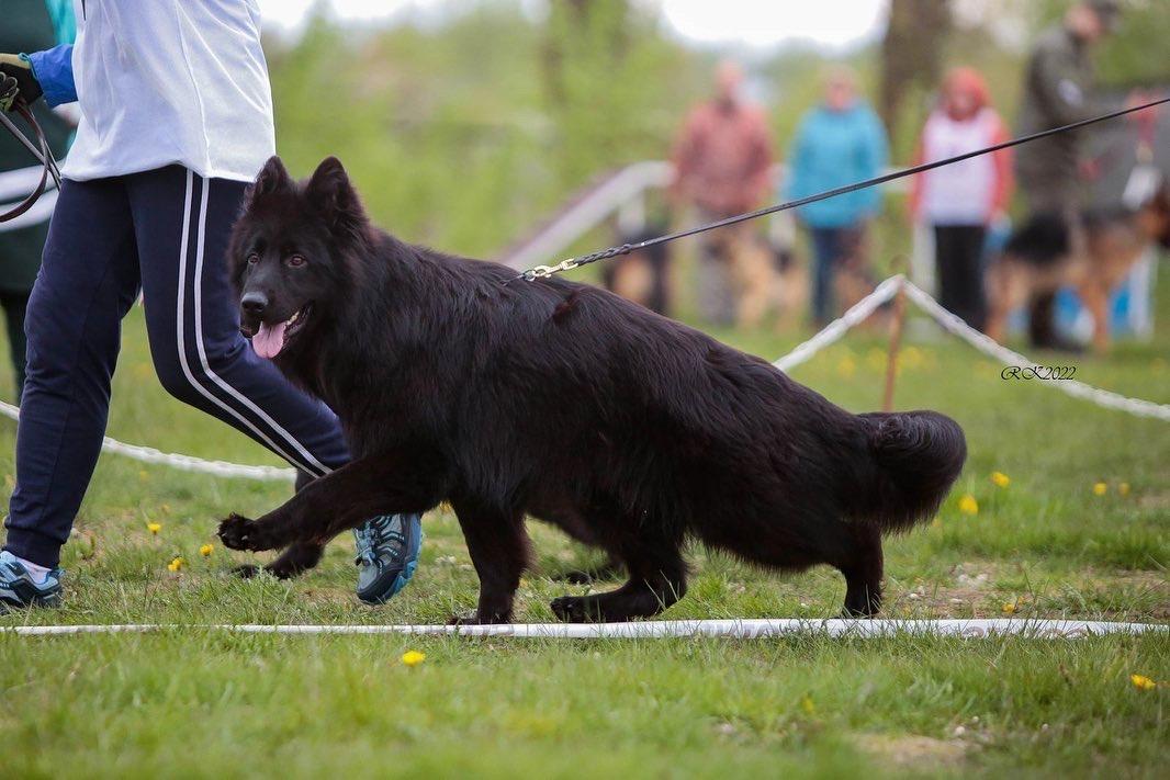 Porsh Diastar | German Shepherd Dog 