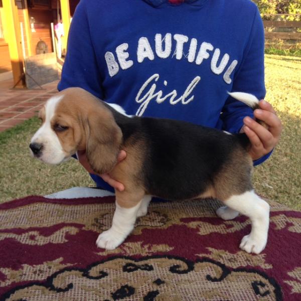 KIRA DEL PARRITE | Beagle 