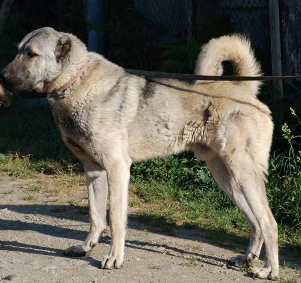 Aram | Kangal 