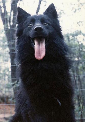 Orso-Farm Jeti | Finnish Lapphund 