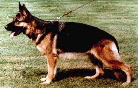 Senta von Basilisk | German Shepherd Dog 