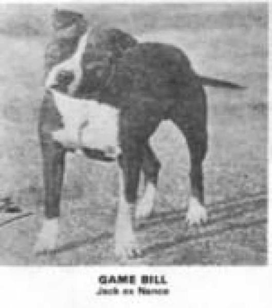 Game Bill | Staffordshire Bull Terrier 