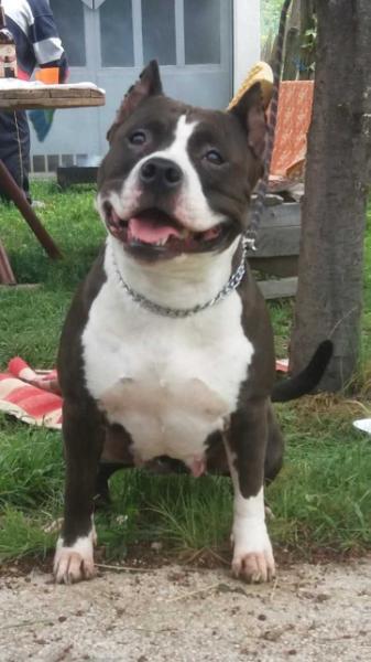 Heidy | American Staffordshire Terrier 