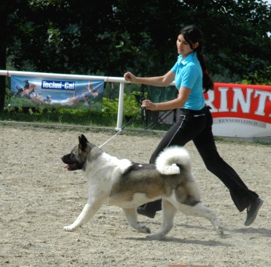 Finigan Sil-Kod Baiara | Akita 