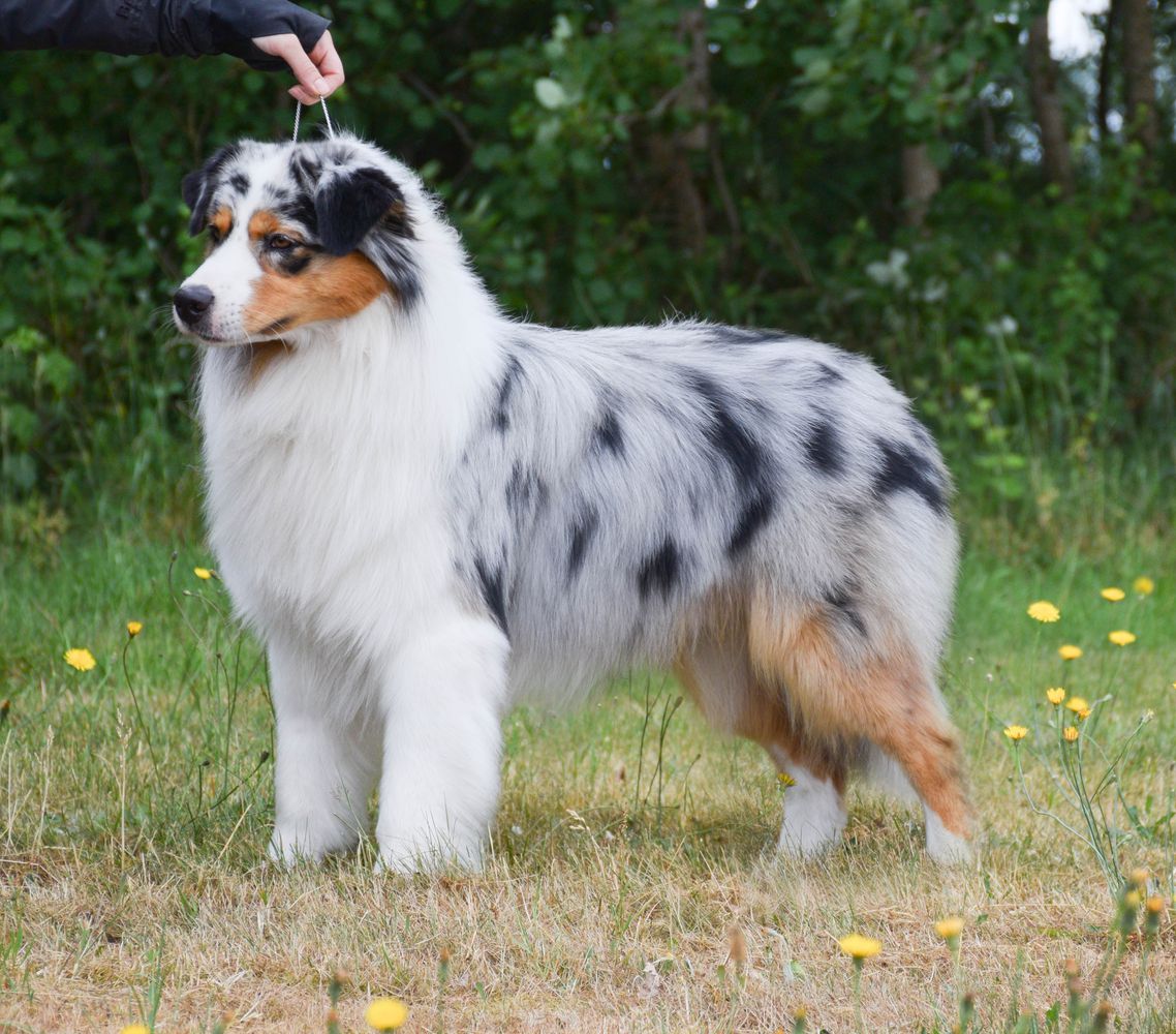 Everland's Robowabohu | Australian Shepherd 