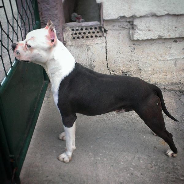 Pride of Macedonia Carlos | American Staffordshire Terrier 