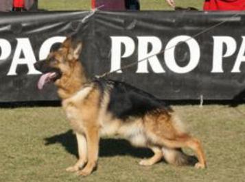 Ada vd Luisenthal | German Shepherd Dog 