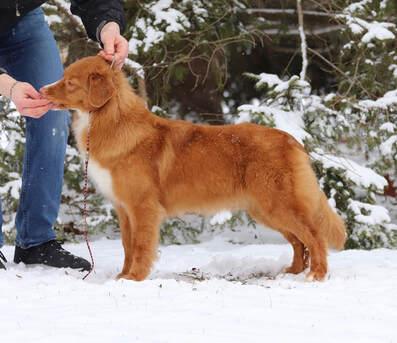 ROANEDEN'S SUMMER SQUEEZE | Nova Scotia Duck Tolling Retriever 