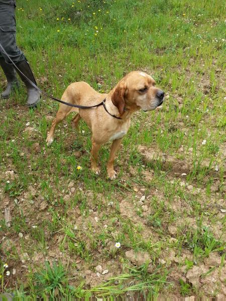 Gino | Portuguese Pointer 