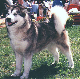 Little Princess | Alaskan Malamute 