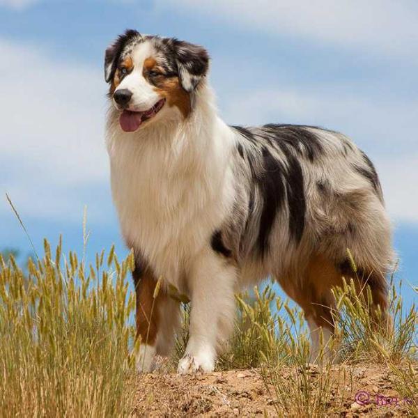 Copperridge's Smooth Operator | Australian Shepherd 