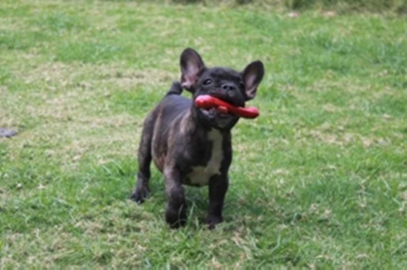 Bronco du Maxitrend | French Bulldog 