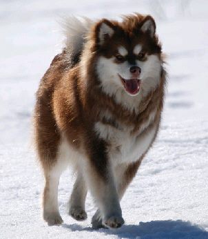 Aegirsson Daika | Finnish Lapphund 