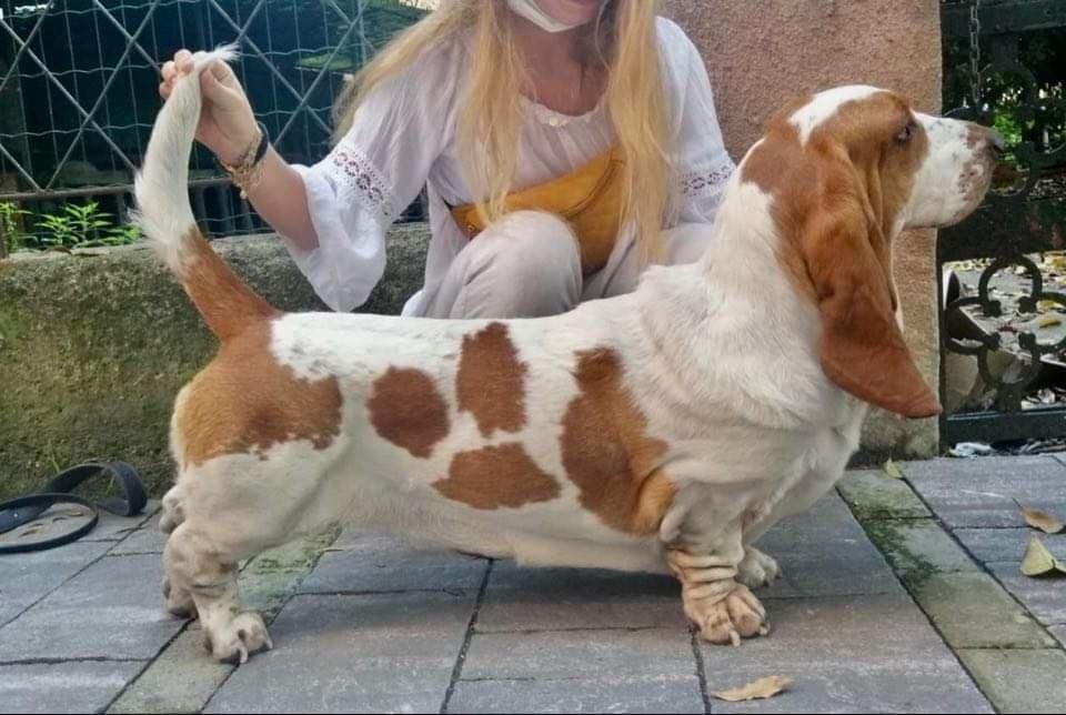 Ramona Di Casa Dal Pino | Basset Hound 