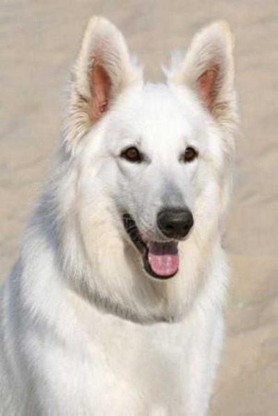 Fanetta snow white dream | White Swiss Shepherd Dog 