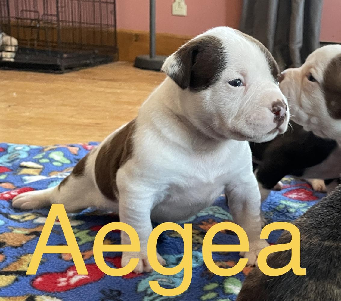 Rosebull Aegea | American Bulldog 