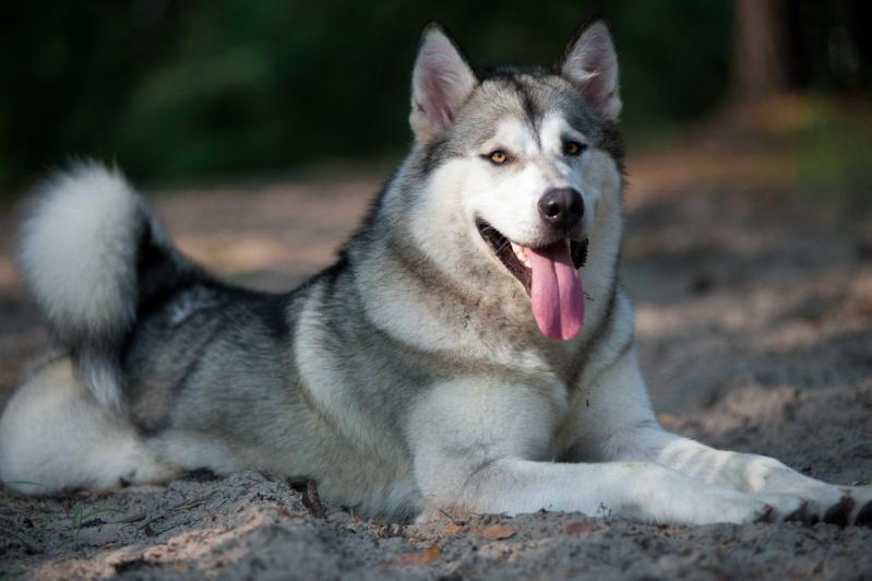 DOLORES VASILYEV OSTROV | Alaskan Malamute 