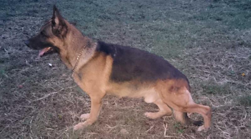 Falco de las Acacias | German Shepherd Dog 