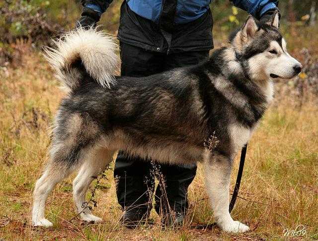 Cahppes Knight Of Naxxar | Alaskan Malamute 