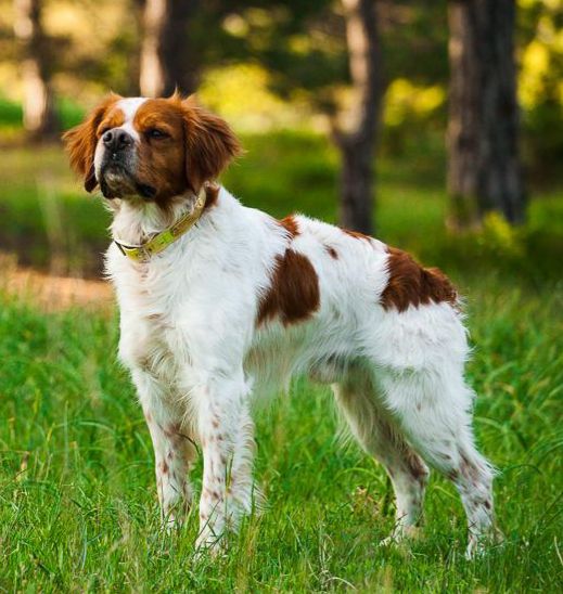 CHEF del Istominov | Brittany 